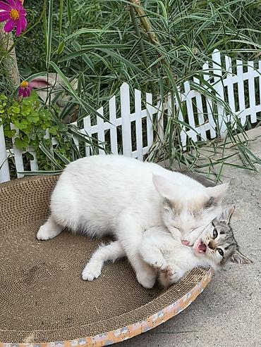кошеи: Котята — домашние любимцы Описание: - Разные окрасы: белый с тёмным — 6