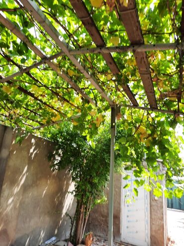 Torpaq sahələrinin satışı: 6 sot, Tikinti -da lalafo.az — 8 Torpaq sahələrinin satışı: 6 sot, Tikinti — 8