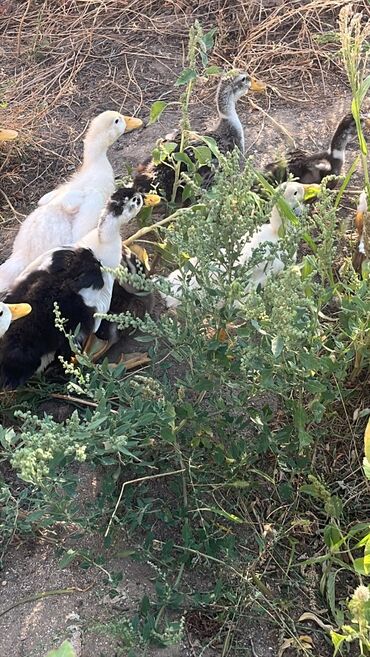 Собаки: 15 eded pekin Kuban Ördeyi satilir 45 günlükdü tam sağlamadı tam