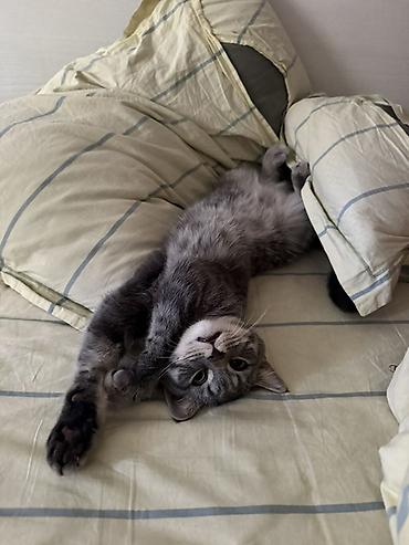 белый шотландский котенок: Скотиш Страйт (Шотландская прямоухая), 6 месяцев, Мальчик, Серый, Приучена к лотку — 1