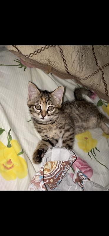 японская кошка: 2 месяца, Девочка, Приучена к лотку — 1