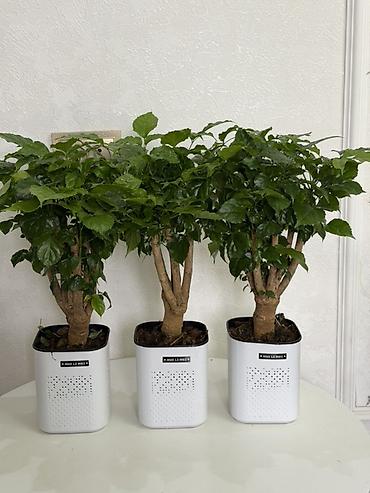 кофейное дерево комнатное: 🌿 Продаётся кофейное дерево! (Живые)🌿 	•	Высота: 45 см 	•	Состояние — 1