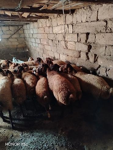 Qoyunlar, qoçlar: 27 baş qoyun satılır. - Say: 27 baş - Növ: yerli qarışıq ətlik/südlük — 9