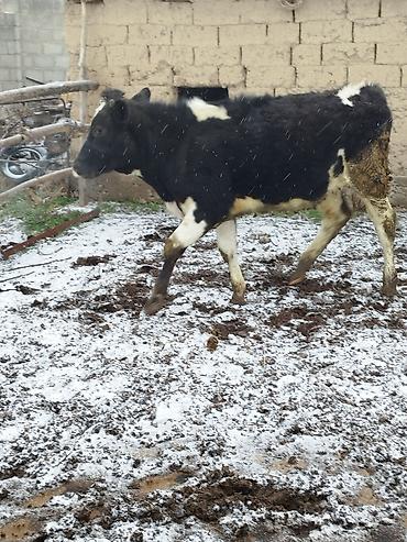 Коровы, быки: Продаю | Бык (самец), Тёлка | Для разведения — 10
