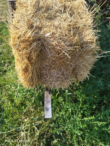тюки продам: Солома пшеничная