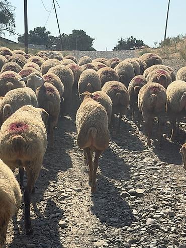 tap az goyercin satisi: 78 baş qoyun 1 qoç hamısı cavan boğaz heyvanlardır 1,2,3 qadındı — 2