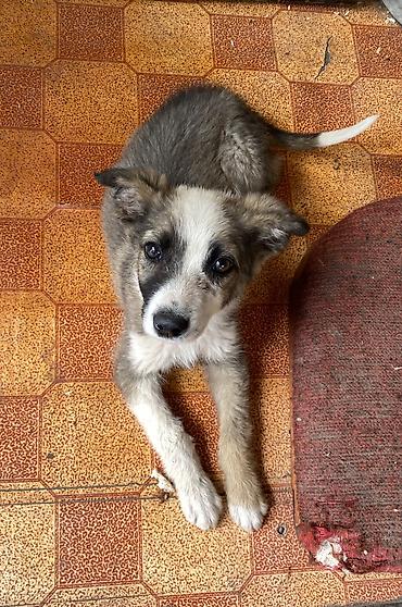 Отдам даром собаку: Собака даром: Дворняжка, 4 месяца, Самка at lalafo.kg — 3 Отдам даром собаку: Собака даром: Дворняжка, 4 месяца, Самка — 3