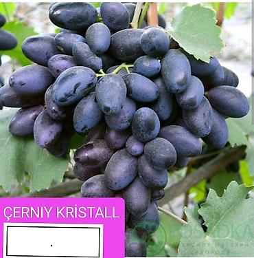 Meyvə və giləmeyvə: Məhsul: Qırmızı/çəhrayı süfrə üzümü (salxım) - Böyük, sıx salxımlar; — 15