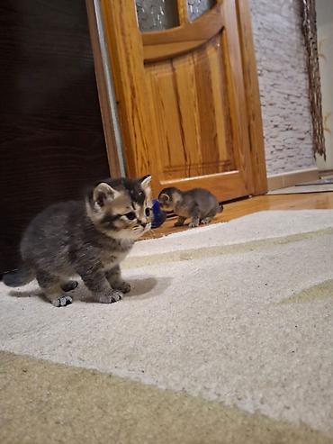 Pişiklər: Britan — 17