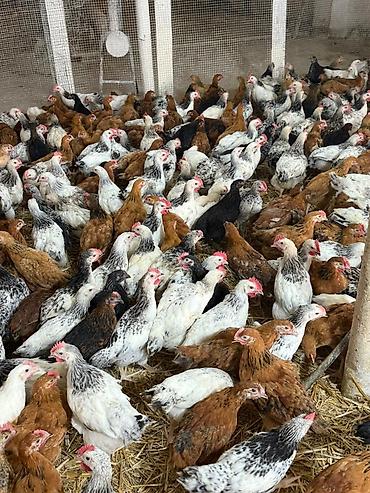 meşə toyuğu: Her bir vaksinleri olunmuş tam sağlam hem kesime hem damazliga yararli — 3