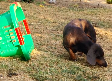 Psi: Jaze malog rasta oštenjene 23.08.2025.Uvezena genetika iz — 13