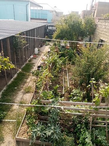 suraxan: 3 sot, Makler, Kupça (Çıxarış) — 5
