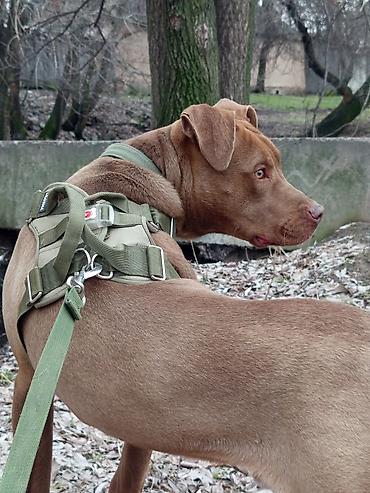 Зоотовары: Продаю в добрые руки — 8