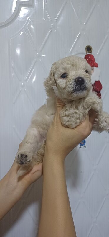 İtlər: Pudel, Dişi, Peyvəndli, Ödənişli çatdırılma — 11