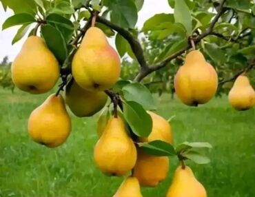 Şitillər: Dekarativ bitgilerin satişi — 29