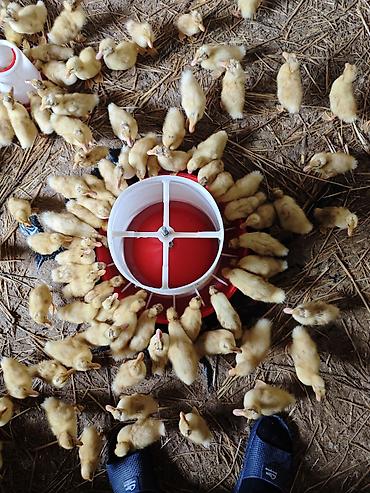 Ördəklər: Məhsul: Ördək balaları (cücələr) Təsvir: - Şəkillərdə böyük sayda — 7