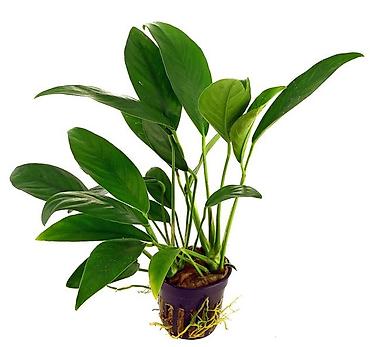 quzu qiyməti: Anubias akvarium bitkisi.anubias barteri, heterophyyla, anqustifolia — 2