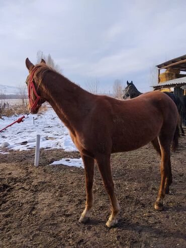 Лошади, кони: Продаю | Жеребенок | Полукровка | Для разведения | Племенные — 12