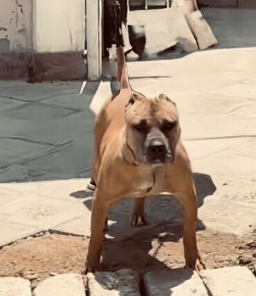 it yuvası: Pitbul, 3 il, Erkek, Ünvandan götürmə