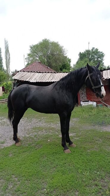 зерно ячмень: Срочно продаю Жеребец!!!Айгыр возраст 7лет состояние пушка характер