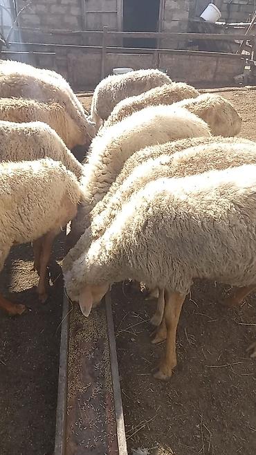zvanok it satilir: 15 dene bogaz qoyun — 2