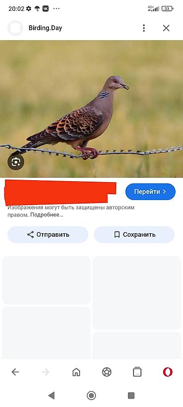 А/ч жаныбарлары үчүн тоюттар: Куплю горлец и диких голубей за дикого голубя даю 1500 сомов за — 2