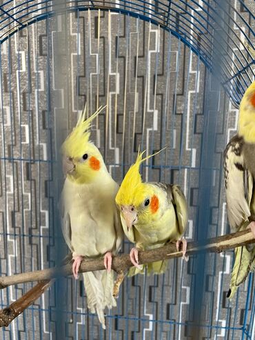 Tutuquşları: Salam. ENDİRİMLƏR🦜🐦 Qiymət dənə düşməmişlər 35 m başlayır — 12