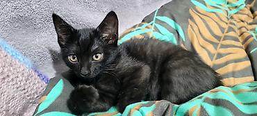 кошки крысоловы: Отдам в добрые руки! Котик домашний. К лотку приучен, в еде не — 2
