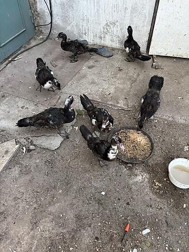 ördek fiyatları: Lal ordek 3 ayliq 1 i 15 manat 7 eded qalib — 1