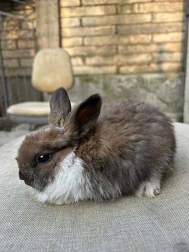 Декоративные кролики: Декоративные кролики (длинношёрстные, тип львиноголовый/карликовый) — 3