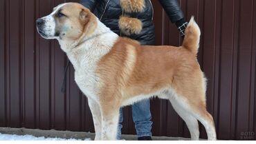 собака машке: Собака даром: Алабай, 4 года, Самка, С прививкой, С родословной