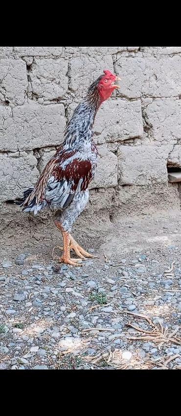 Döyüş cinsli xoruz razlasmag olar tuleydi bu deyqa - Uzun boylu lalafo.az -da Döyüş cinsli xoruz razlasmag olar tuleydi bu deyqa - Uzun boylu