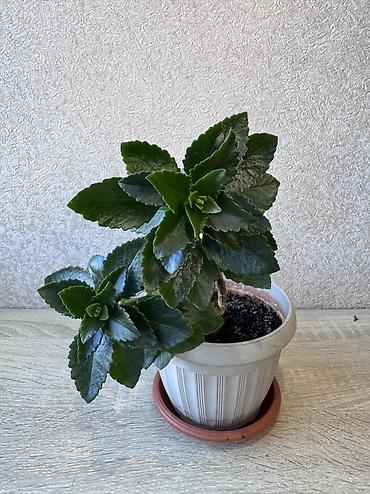 Денежное дерево: - Денежное дерево (Крассула овата) 70см — 2900 - Герань (Пеларгония) — 18