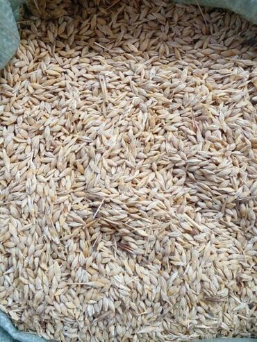 зерновая сеелка: Семена и саженцы Ячменя, Самовывоз