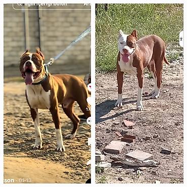 İtlər: Pitbul, Peyvəndli — 14