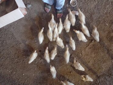 qaşqaldaq quşu: Tam sağlam kuban ördekleri 1 aylığ
Hövsan kənd