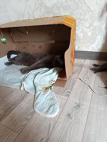 голуби: Шотландский вислоухий кот(Scottish Fold), - Вязка Мальчик серый — 3
