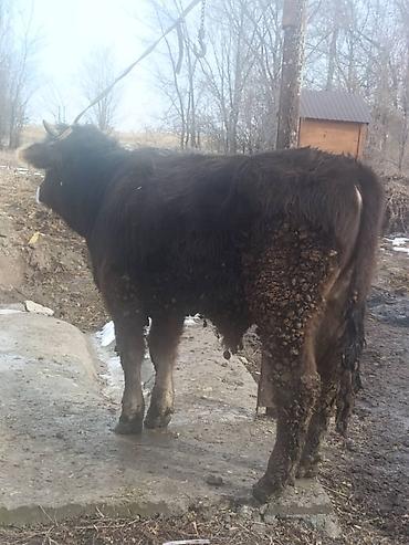 Коровы, быки: Продаю | Бык (самец) | На откорм | Привязанные — 8