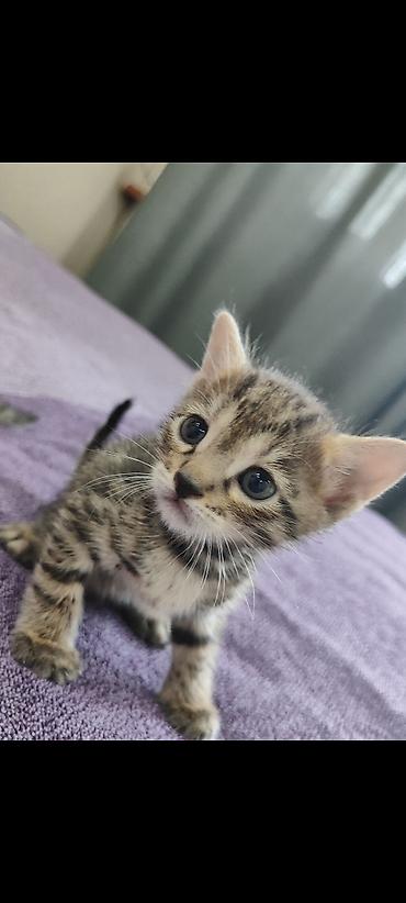 бенгальская кошка окрасы: Бенгальская, 1 месяц, Мальчик, Проглистована — 1