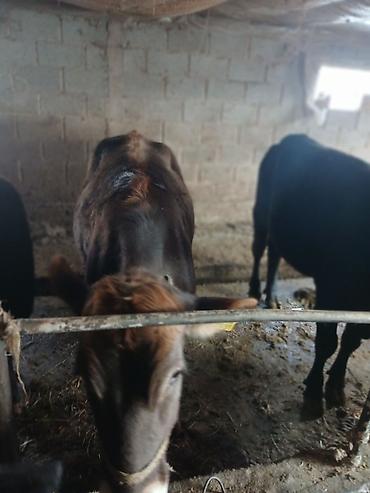 Коровы, быки: Продаю | Тёлка | На забой | Привязанные — 8