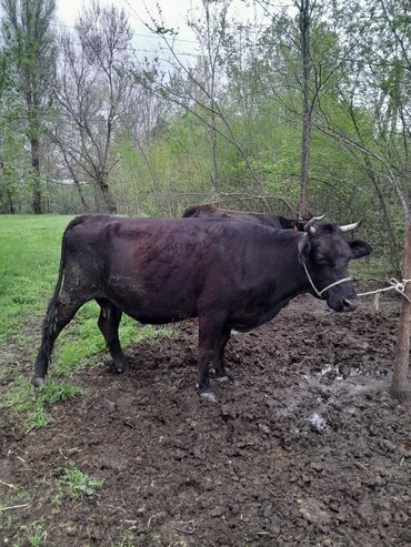 корова голштинской: Продаю | Корова (самка) | Для молока | Стельные
