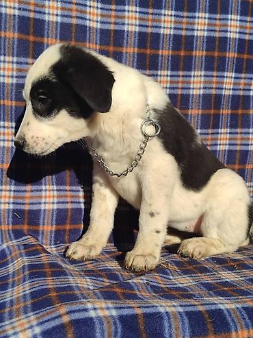 Продажа собак: Ищем дом щенкам. Дважды привиты,имеют ветеринарные паспорта. Есть — 13