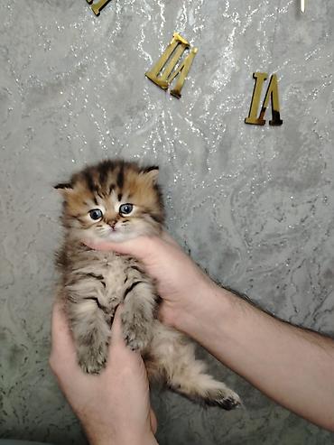 Pişiklər: Şotland — 6