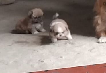 İtlər: Pekines, 2 ay, Dişi, Ünvandan götürmə