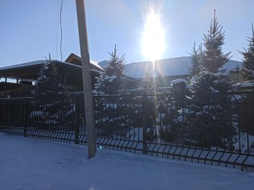 Декоративные деревья: Саженцы деревьев: Ели — 1