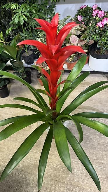 Другие комнатные растения: Комнатные растения в горшках-декоративнолиственные и цветущие виды. В — 4