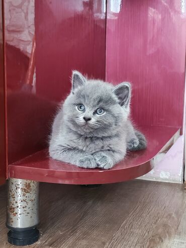 Pişiklər: Britan — 3