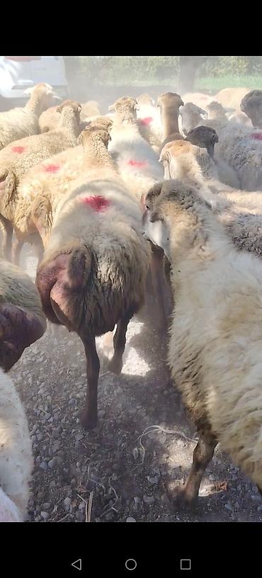 tap az goyercin satisi: Qoyun sürüsü – quyruqlu (sort qoyunlar satilir damazlıq birinci ikinci — 5
