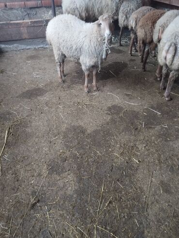 Qoyunlar, qoçlar: 10 eded quzu 4erkey və 6disi qiymət alıcıyla razılaşma yolu ile.Cox — 2