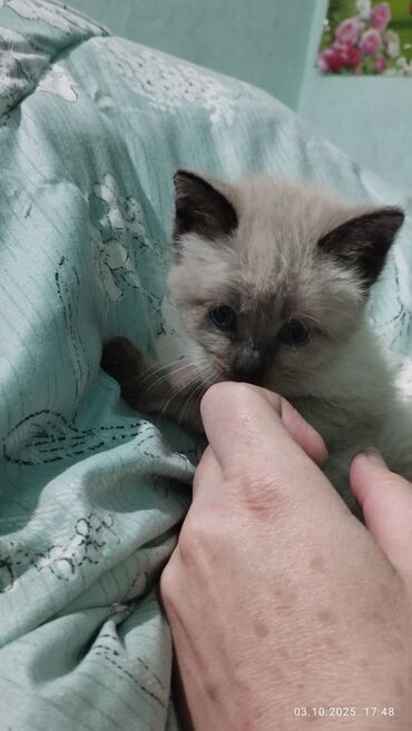 товары для кошек: Котёнок с окраской колор-пойнт (похожие на сиамские/нейтральное